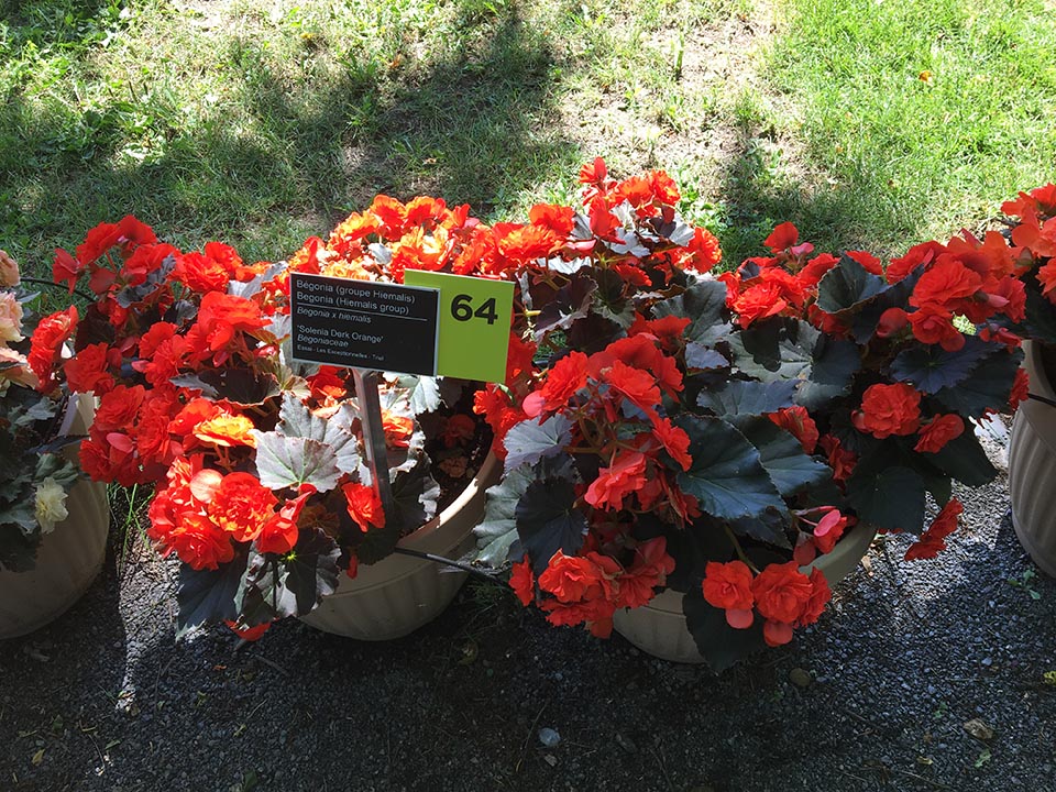 B. ‘Solenia Dark Orange’